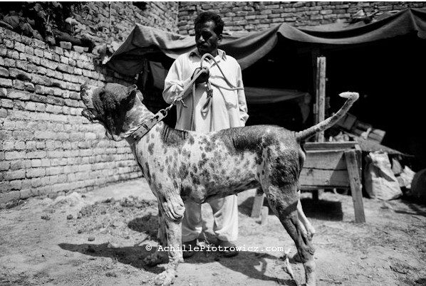 Bully Kutta.jpg