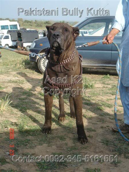 Guddu_Kutta_1_.jpg