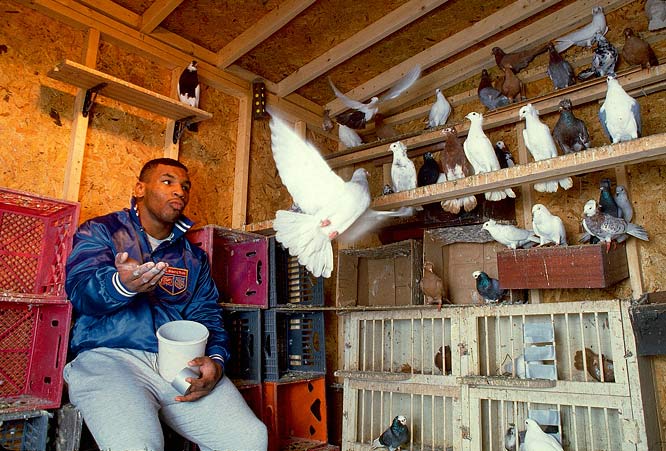 tyson-pigeons.jpg
