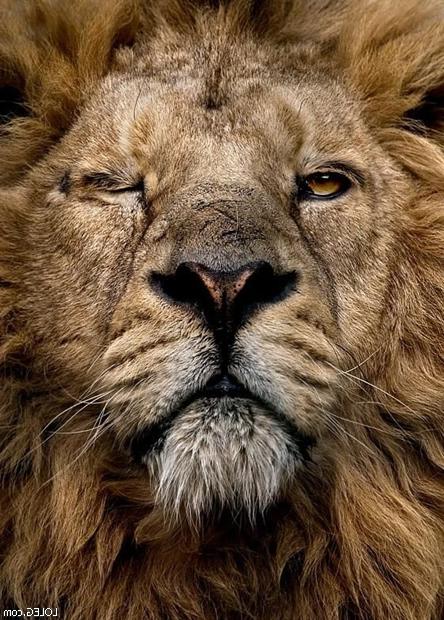 lion-by-miguel-angel.jpg