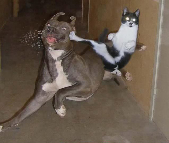 animals-fighting-3.jpg