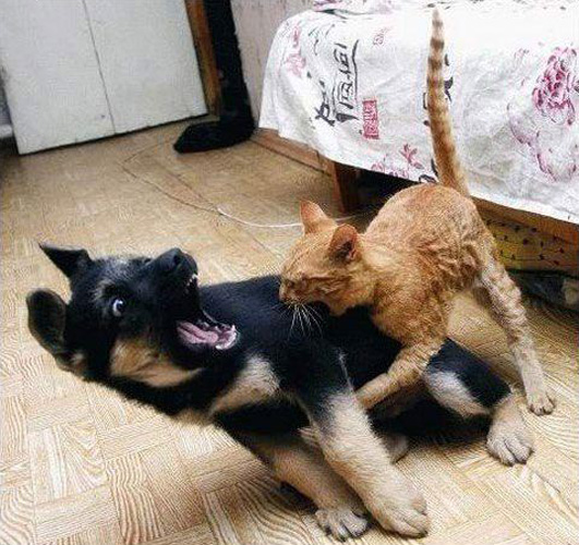 animals-fighting-8.jpg