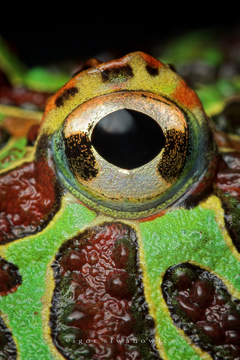 the____EYE_by_Blepharopsis.jpg