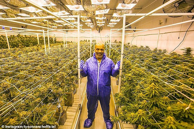 Mike-Tyson-cannabis-company-in-talks-with-Premier-League-club.jpg