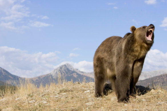 boxer-who-fought-off-bear-save-friend-has-long-road-recovery-585x390.jpg