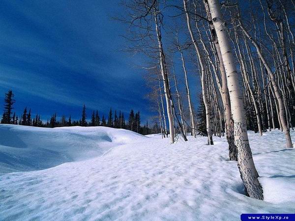 88_11099_8cd68585c3b5bc9.jpg