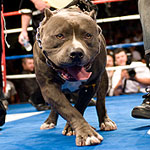 cozzone_anguloVsrosado0007.jpg