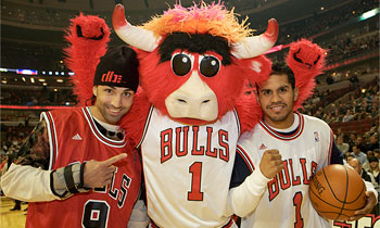 bulls.jpg