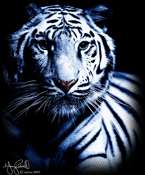 Rudisell_white_tiger_lg.jpg