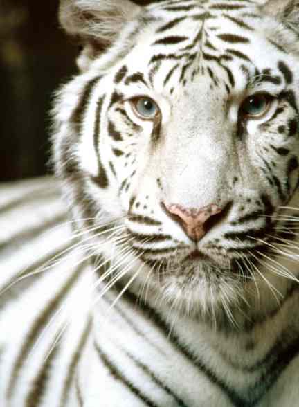 white-tiger.jpg