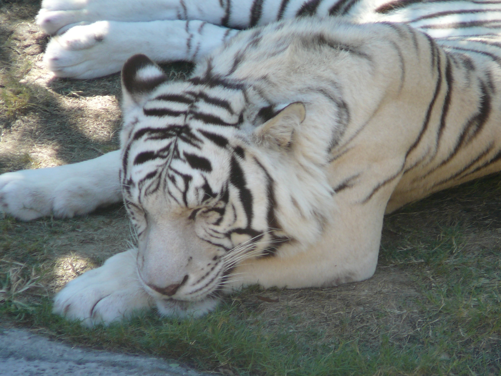 White_tiger_busch_gardens_2.jpg