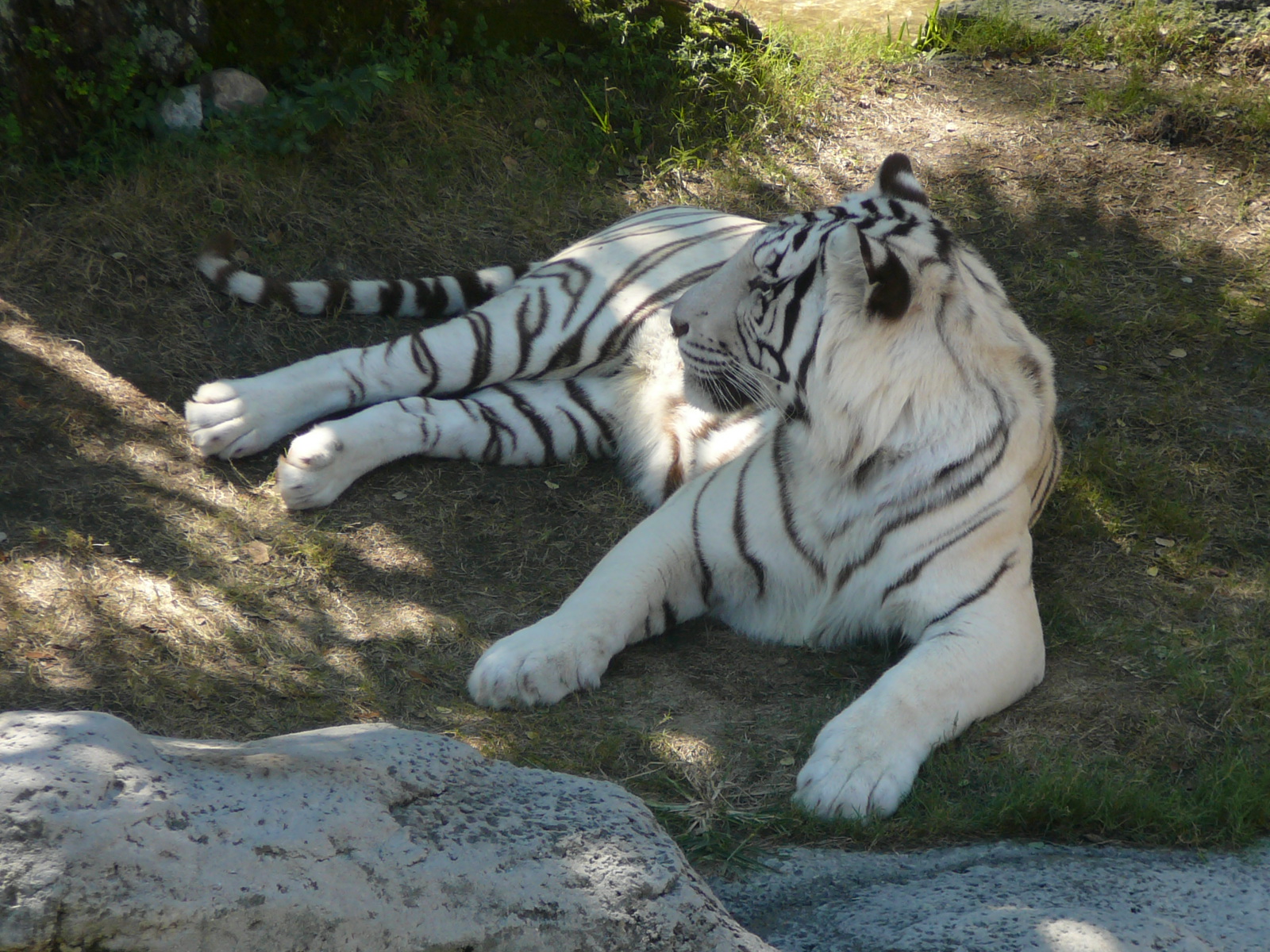 White_tiger_busch_gardens_1.jpg
