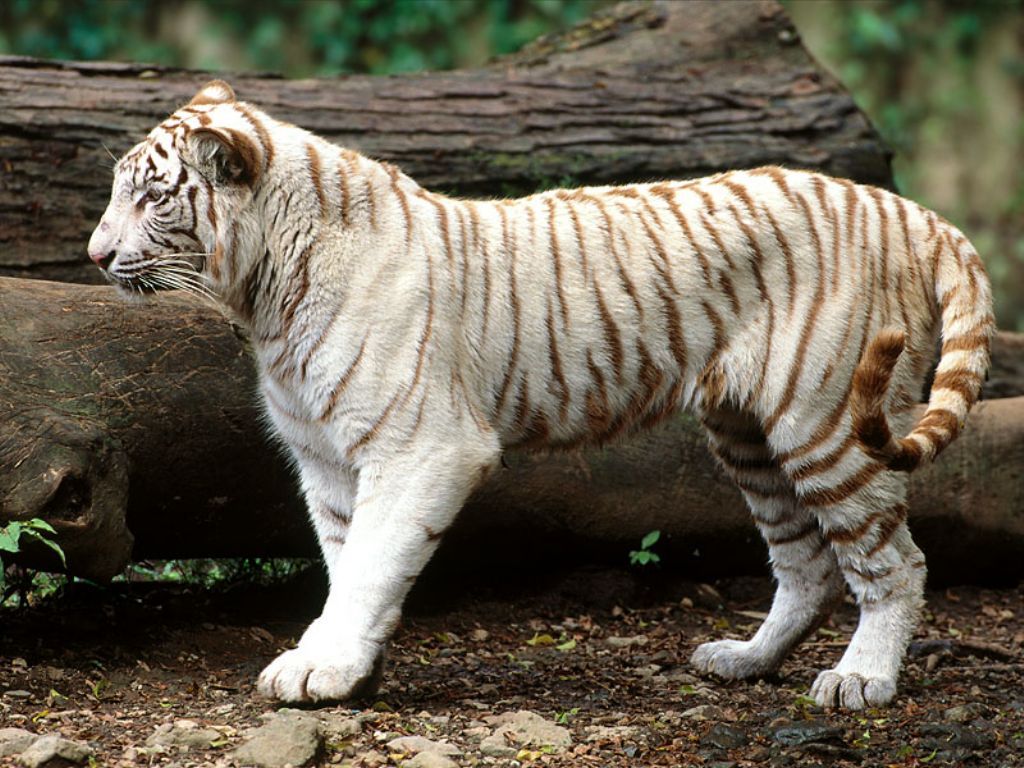 whitetiger-baby1.jpg
