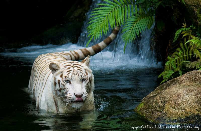 WhiteTigerWaterfall.jpg