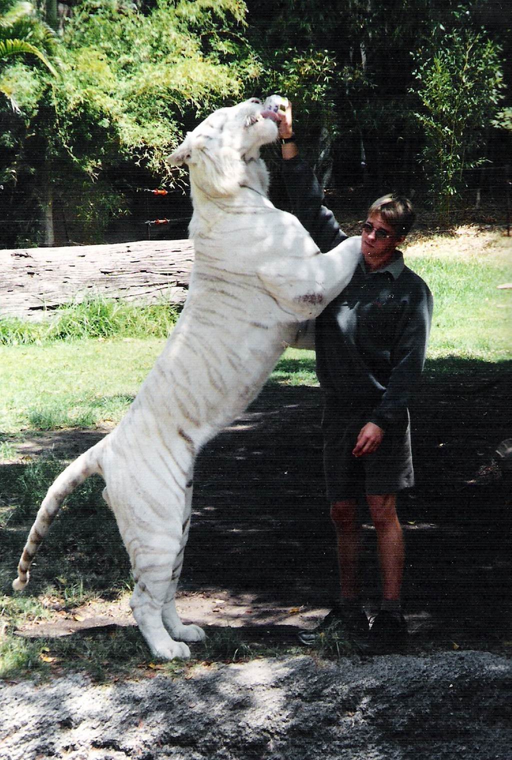 white tiger and milk.jpg
