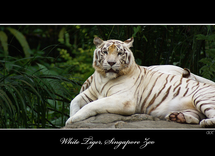 Blue_Eyes_White_Tiger_by_asoi.jpg