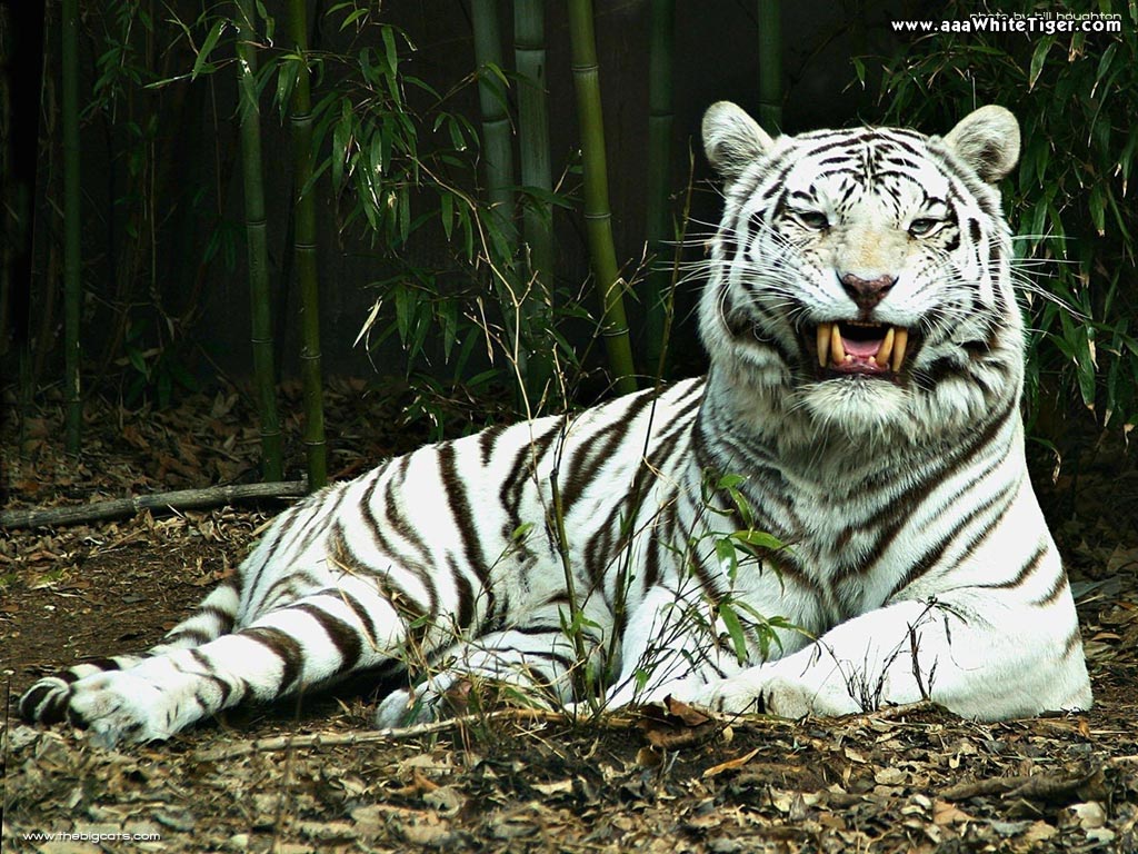 white-tiger-laying-in-jungel.jpg