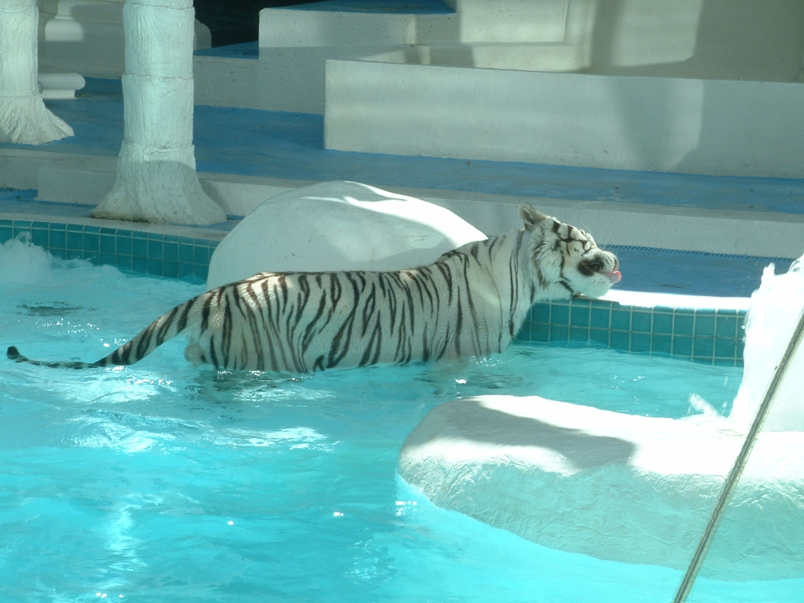 mirage-white-tiger-habitat-white-tiger-3.jpg