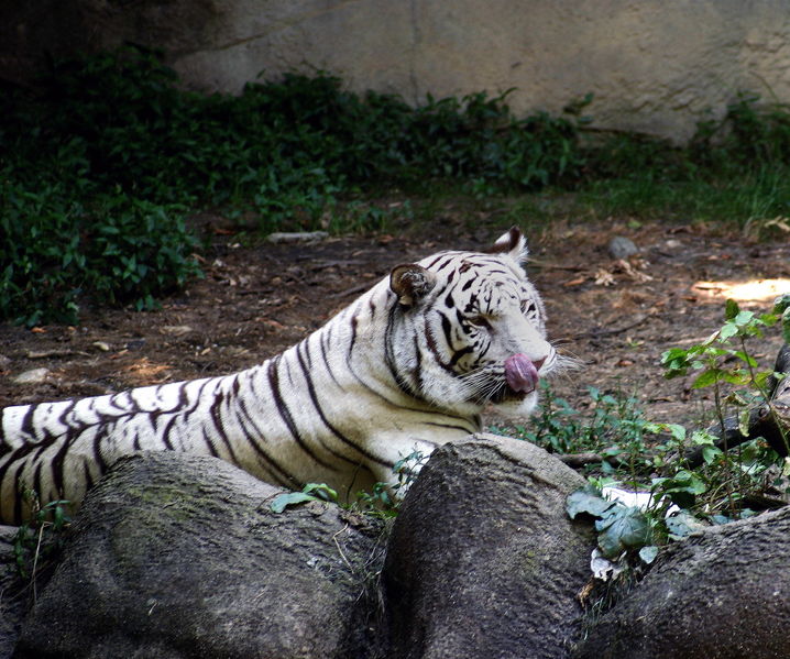 718px-White_Tiger_001.jpg