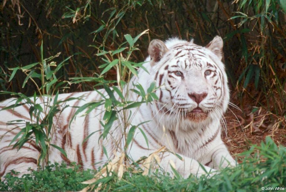 White_tiger201-by_John_White.jpg