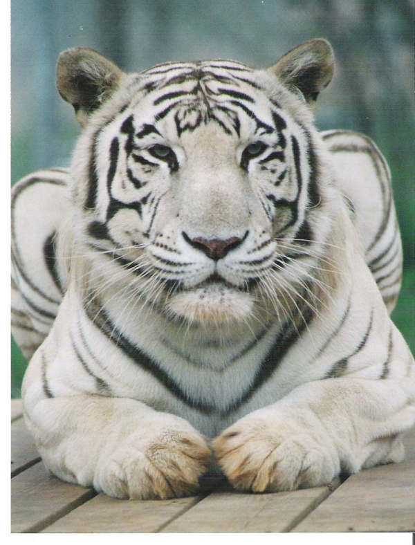 ttwo_white_tiger.jpg