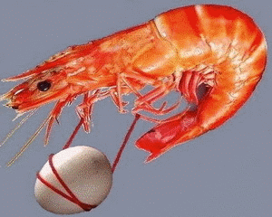 151551244315.gif