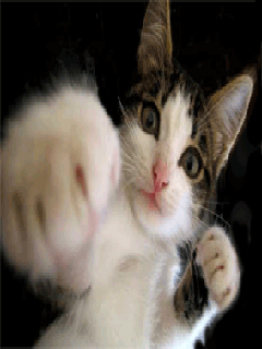 1148432[1].gif